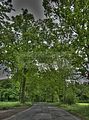 tannenfeld-sommer 2012-001